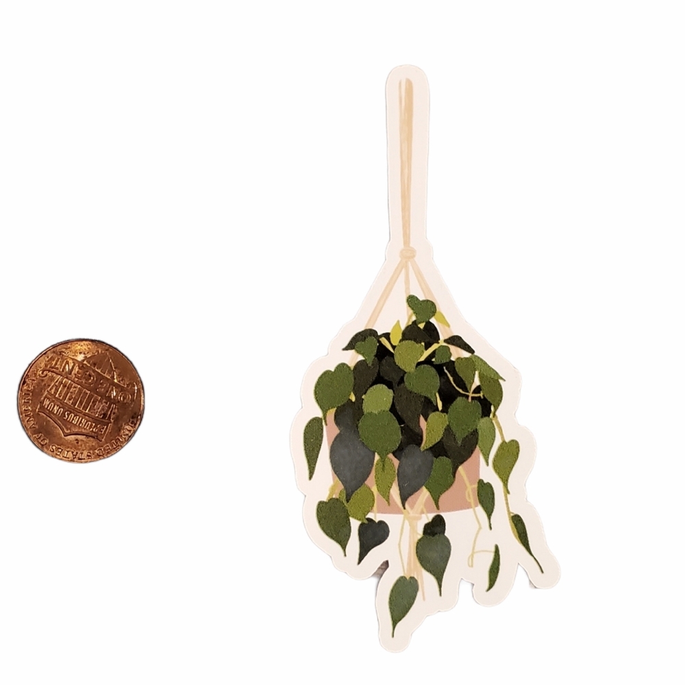 Philodendron hanging plant